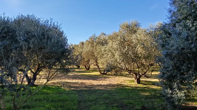 Entre oliveres