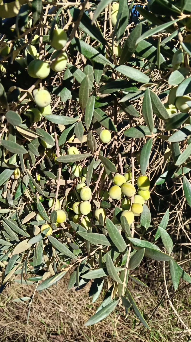 Les olives