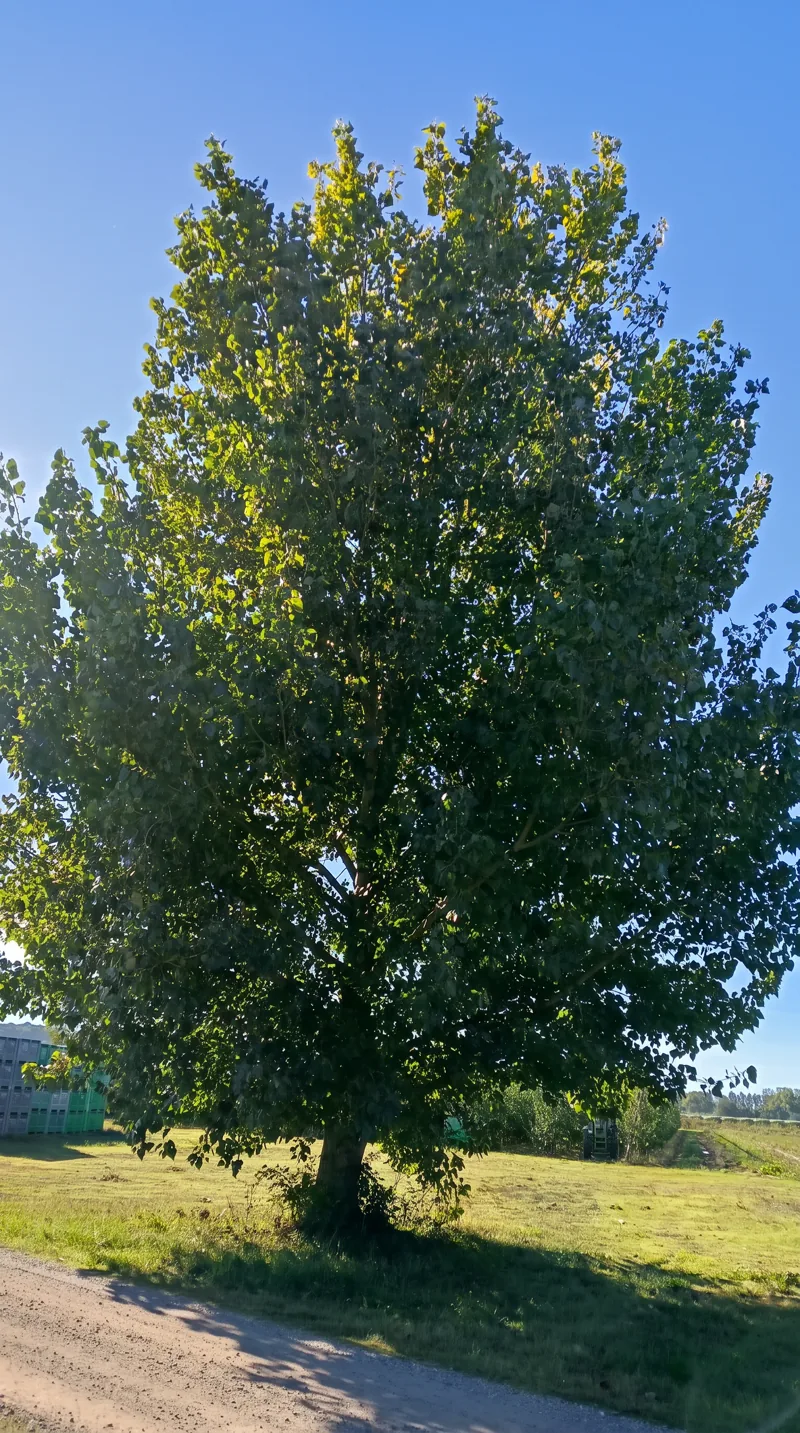 L'arbre al costat del camí