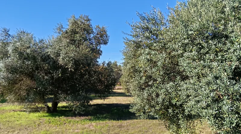 Les oliveres
